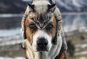 Sweet Cats Of Instagram on Instagram: “Vacation with friends. 💕😍 If you like it pls support with ❤️ Credit @henrythecoloradodog Check them out. 😄 For all crediting issues,…”