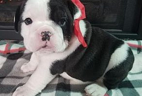 Nellie is a black and white female English Bulldog puppy, American born and raised, with champion lines being sold with a one year pup guarantee, shots and lots of soft wrinkles. For more information call/text Adele at 303-653-1437 and come see us at www.tankrtots.com. We ship our puppies in cabin by airplane with a puppy nanny. They are never flown cargo and are delivered to you at the nearest large airport.