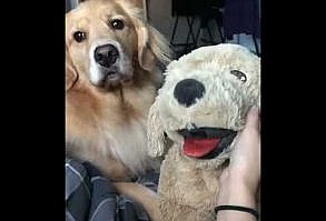 Test the jealousy of your dog with a soft toy - YouTube