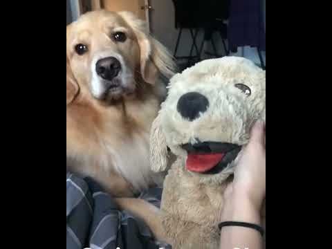 Test the jealousy of your dog with a soft toy - YouTube