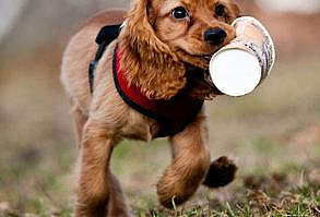 The 30 Cutest Cocker Spaniel Puppies You'll Ever See