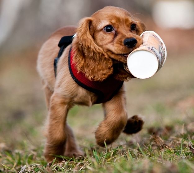 The 30 Cutest Cocker Spaniel Puppies You'll Ever See