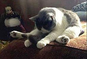 waking up meme - waking up is one thing, leaving the bed is the real challenge