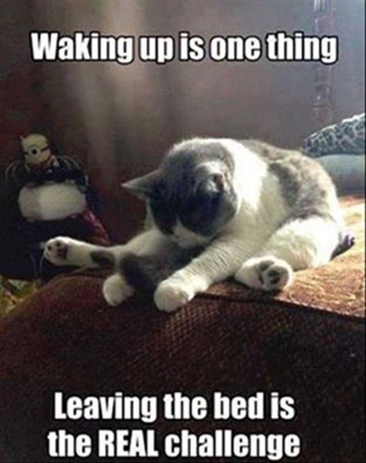 waking up meme - waking up is one thing, leaving the bed is the real challenge