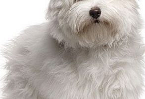 Coton De Tulear