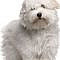 Coton De Tulear