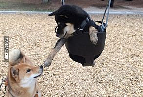 The Creation of Shibe