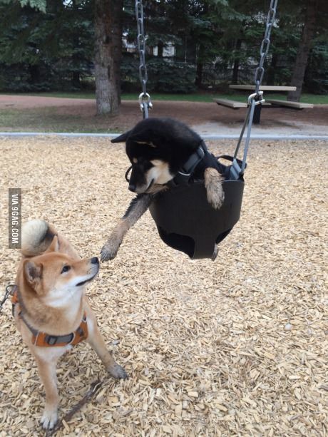 The Creation of Shibe