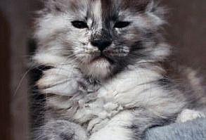 9 Most Loving Cat Breeds