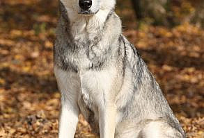 The Saarloos Wolfdog – Welcoming A Wild Dog Into Your Home