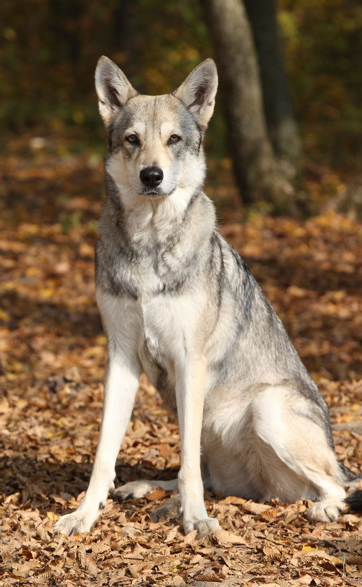 The Saarloos Wolfdog – Welcoming A Wild Dog Into Your Home