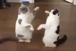 Two lovely cats are figthing.