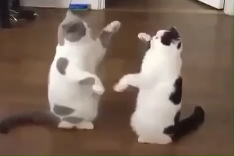 Two lovely cats are figthing.