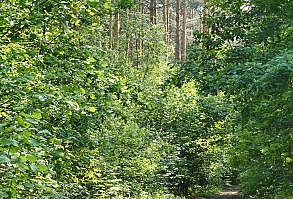 The pleasant atmosphere of summer forest nature has a positive effect on the nervous system. Many people use bird calls as background sounds or as white noise when doing yoga or meditation. I like how birds sing, I like to listen to how thrushes, buntings, canaries, larks, finches, robins sing - each bird has its own interesting sound features in singing and tact.