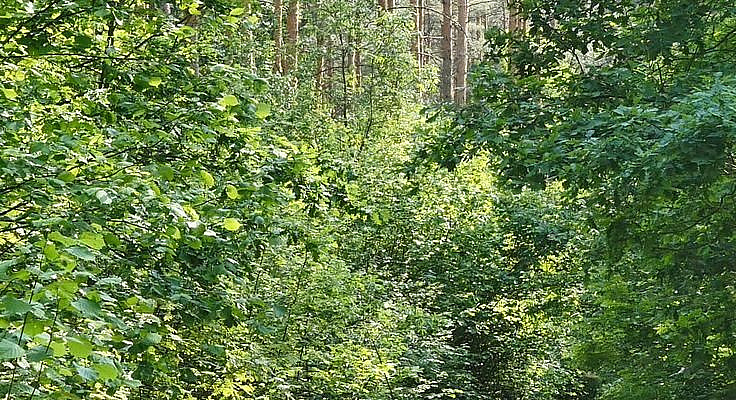 The pleasant atmosphere of summer forest nature has a positive effect on the nervous system. Many people use bird calls as background sounds or as white noise when doing yoga or meditation. I like how birds sing, I like to listen to how thrushes, buntings, canaries, larks, finches, robins sing - each bird has its own interesting sound features in singing and tact.