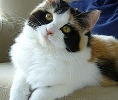 25 Cats That Have The Most Unique Fur Patterns In The World - #cats Cheezburger - Funny Memes | Funny Pictures | Cats | Animals | Gifs | Dogs | Fails