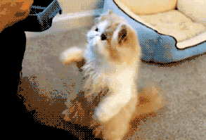 They are presented with offerings. | Community Post: 12 Reasons Cats Think They're Gods