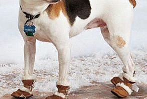 Laureen Cook now that you got him into a coat, this is the next step: Thinsulate™ Dog Sherpa Boots