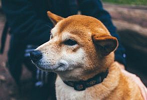 A short technical and on-chain analysis on Dogecoin worth. Right here, FXStreet's analysts evaluate the place DOGE could possibly be heading next. Please, subscribe to our YouTube channel, comply with us on Twitter @FXScrypto and be part of our Telegram channel.         Source link #Breakout #Buy #chance