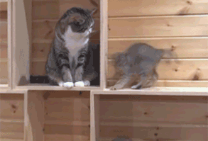 This Proves Once And For All That Cats Are Adorable Little Jerks!