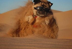 This Pug Hikes Mountains: An Interview with Mack the Adventure Pug - Boogie the Pug