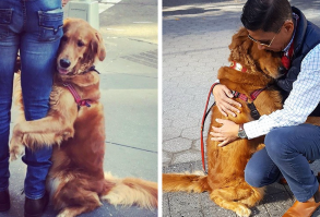 This Retriever Is Obsessed With Giving Hugs To Everyone He Meets | Bored Panda