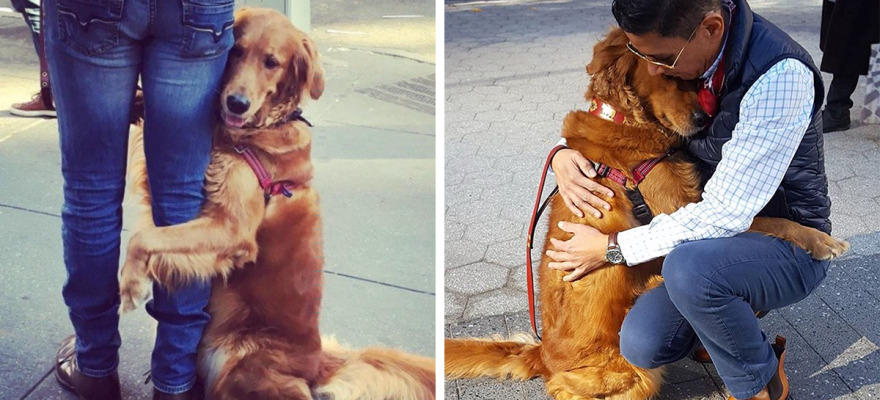 This Retriever Is Obsessed With Giving Hugs To Everyone He Meets | Bored Panda