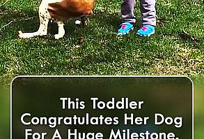This Toddler Congratulates Her Dog For A Huge Milestone. The Dog's Reaction?? HILARIOUS! #dogs #dogvideos #pets #video #animals