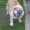 This bulldog who learned how to throw the ball himself so his mom wouldn’t pull any muscles: | The 15 Most Loyal Dogs On The Internet