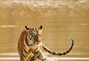 Tigress Splash by Nimit Virdi on 500px