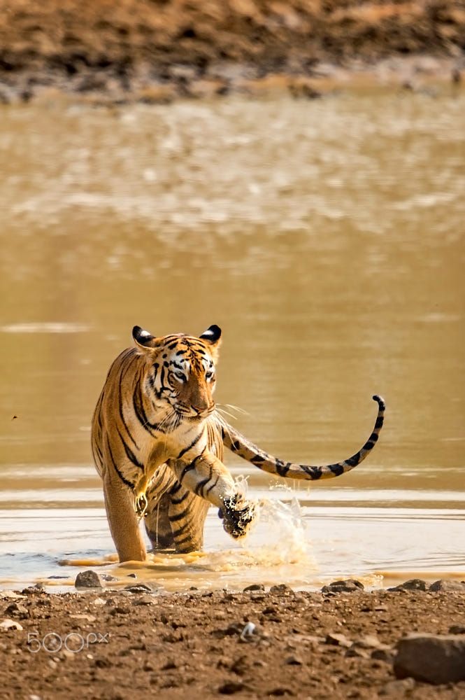Tigress Splash by Nimit Virdi on 500px