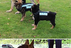 65 Of The Most Adorable Police Puppies In Training