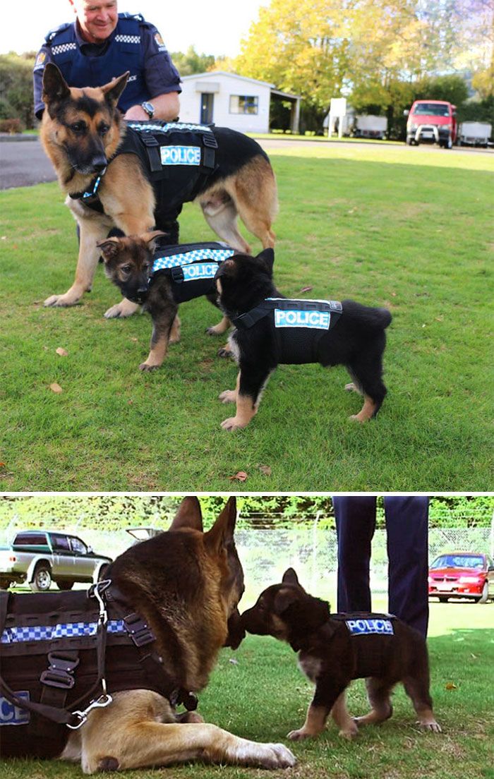 65 Of The Most Adorable Police Puppies In Training