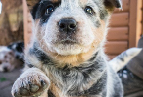 Top 10 Most Loyal Dog Breeds You Can Own. loyal dog breeds list to choose from.