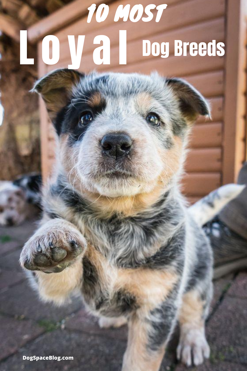 Top 10 Most Loyal Dog Breeds You Can Own. loyal dog breeds list to choose from.
