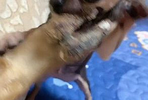 We’ve gathered a selection of the best dog beds out there with Chihuahuas in mind, everything from the simplest cushion to the most luxurious heated bed.#Chihuahua #pet #dog #puppy