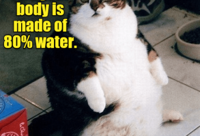 Cheezburger Image 9121925376