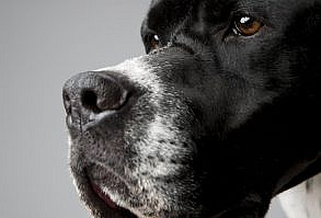 Black Alder Dashiell Hammett, a pointer.