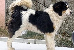 Tornjak Dog Breed Information - American Kennel Club