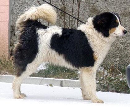 Tornjak Dog Breed Information - American Kennel Club