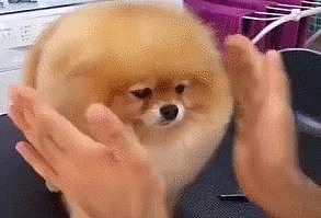 lightly touch the floof. - GIF