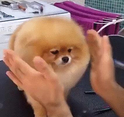 lightly touch the floof. - GIF
