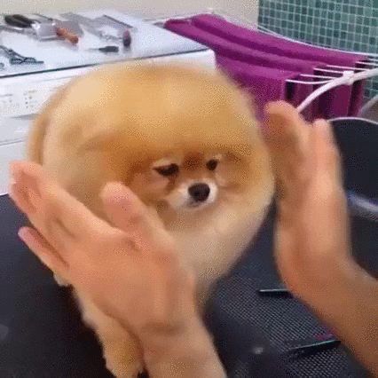 lightly touch the floof. - GIF