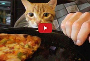 Trying To Eat with a Cat Around!