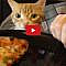 Trying To Eat with a Cat Around!