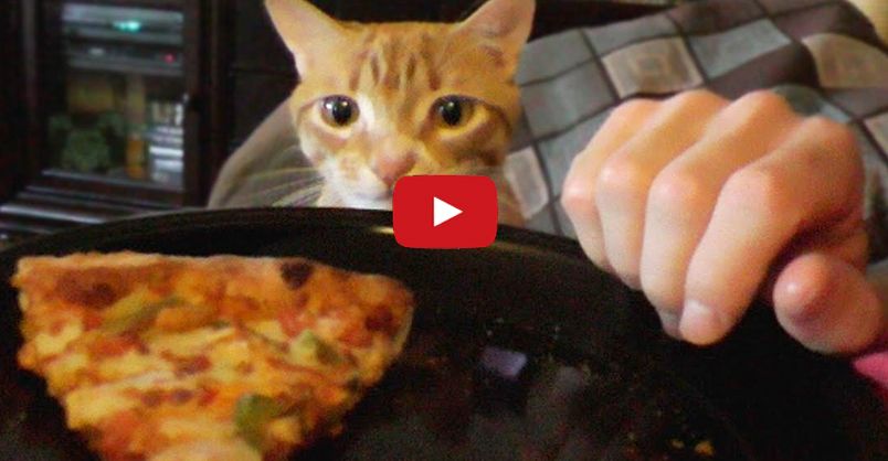 Trying To Eat with a Cat Around!