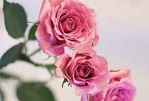 Gratitude Is Mine:WELCOME NOVEMBER- HAPPY BIRTHDAY - Gratitude Is Mine