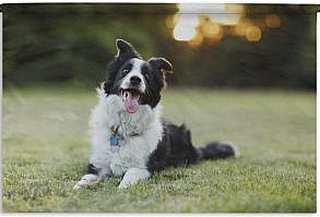 Een prachtige foto van een gelukkige border collie, met zijn tong uit de mond. Op de achtergrond is groene vegetatie te zien met de zon. Productinformatie✔ 98.9% van onze klanten is positief over 1001Tapestries!✔ Gemaakt van stevig en duurzaam materiaal✔ Leuk om aan je muur te hebben✔ Ideaal om je interieur van extra sfeer te voorzien✔ Scherpe afdruk met heldere kleuren✔ Inclusief ophangroedeOok op zoek naar een leuke manier om jouw woonkamer of slaapkamer te personaliseren? Ben je ook toe aan een vrolijke opvulling van die kale muur? Dan is di