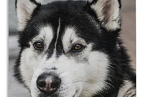 De kop van een husky met zwart witte vacht. Productinformatie 98.9% van onze klanten is positief over 1001Tapestries!Gemaakt van stevig en duurzaam materiaalLeuk om aan je muur te hebbenIdeaal om je interieur van extra sfeer te voorzienScherpe afdruk met heldere kleurenInclusief ophangroede Ook op zoek naar een leuke manier om jouw woonkamer of slaapkamer te personaliseren? Ben je ook toe aan een vrolijke opvulling van die kale muur? Dan is dit prachtige wandkleed echt iets voor jou! Dit geweldige product, wat ook wel tapestry wordt genoemd, is