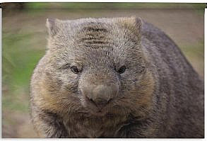 Op deze close-up afbeelding is een wombat te zien. Wombats leven het liefst in bossen en bergachtige streken in Australië. Productinformatie 98.9% van onze klanten is positief over 1001Tapestries!Gemaakt van stevig en duurzaam materiaalLeuk om aan je muur te hebbenIdeaal om je interieur van extra sfeer te voorzienScherpe afdruk met heldere kleurenInclusief ophangroede Ook op zoek naar een leuke manier om jouw woonkamer of slaapkamer te personaliseren? Ben je ook toe aan een vrolijke opvulling van die kale muur? Dan is dit prachtige wandkleed ec